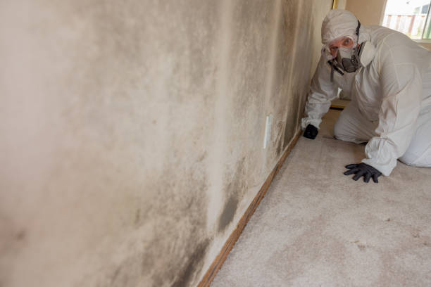 Best Water Damage & Mold Remediation  in Greenville, VA